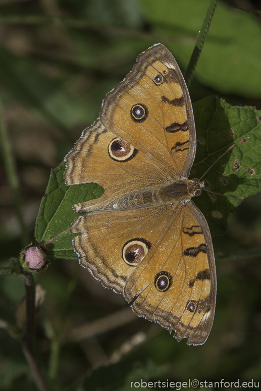 peacock pansy butterfly